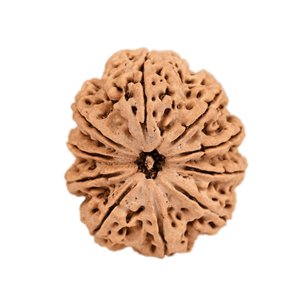 10 Mukhi Rudraksha 1.png