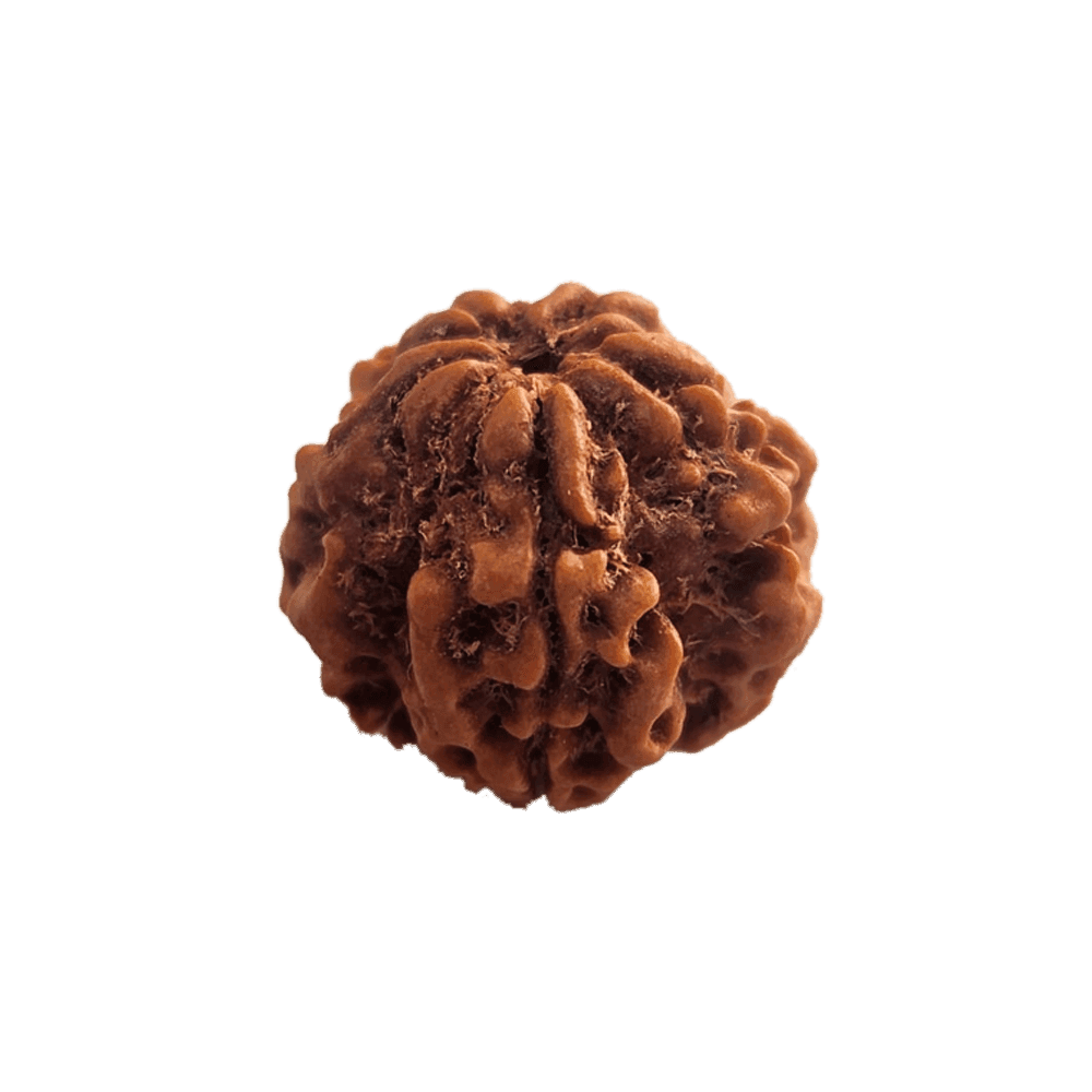 1 Mukhi Round Shape.png