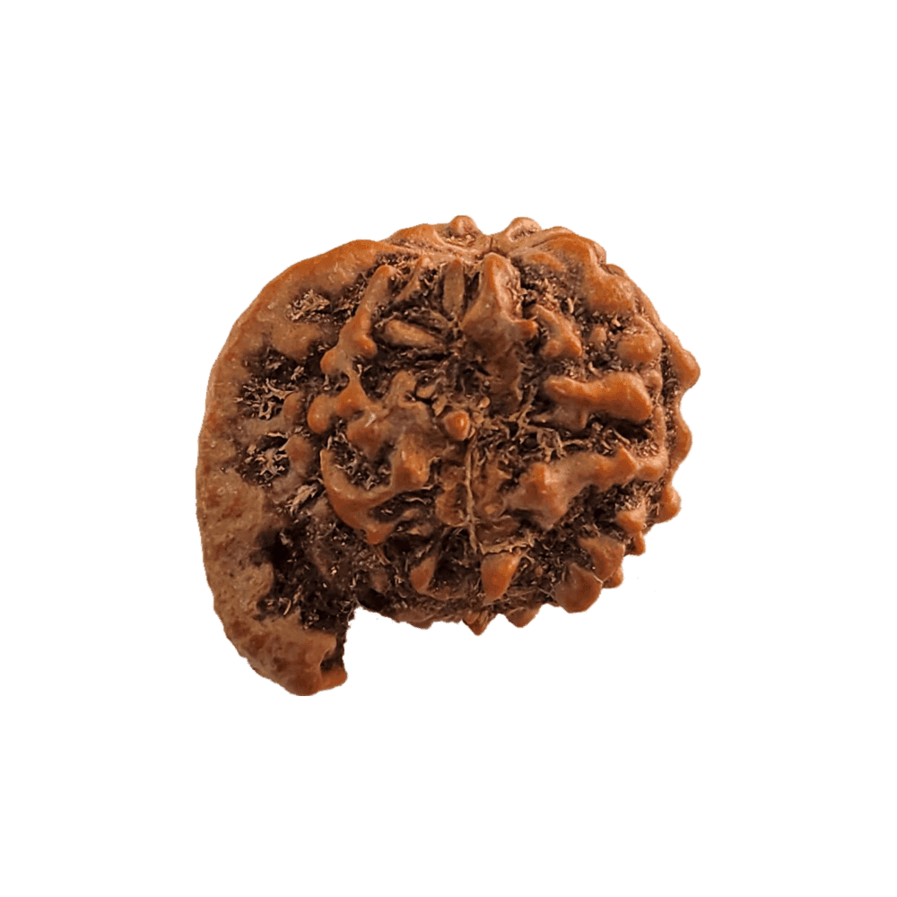 Ganesh-Mukhi-Rudraksha-1.png