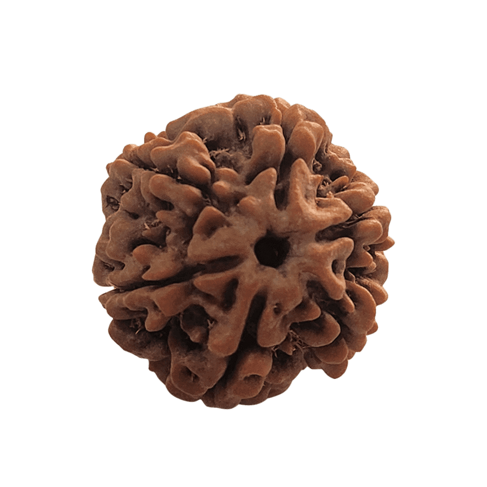 6-Mukhi-Rudraksha-8.png