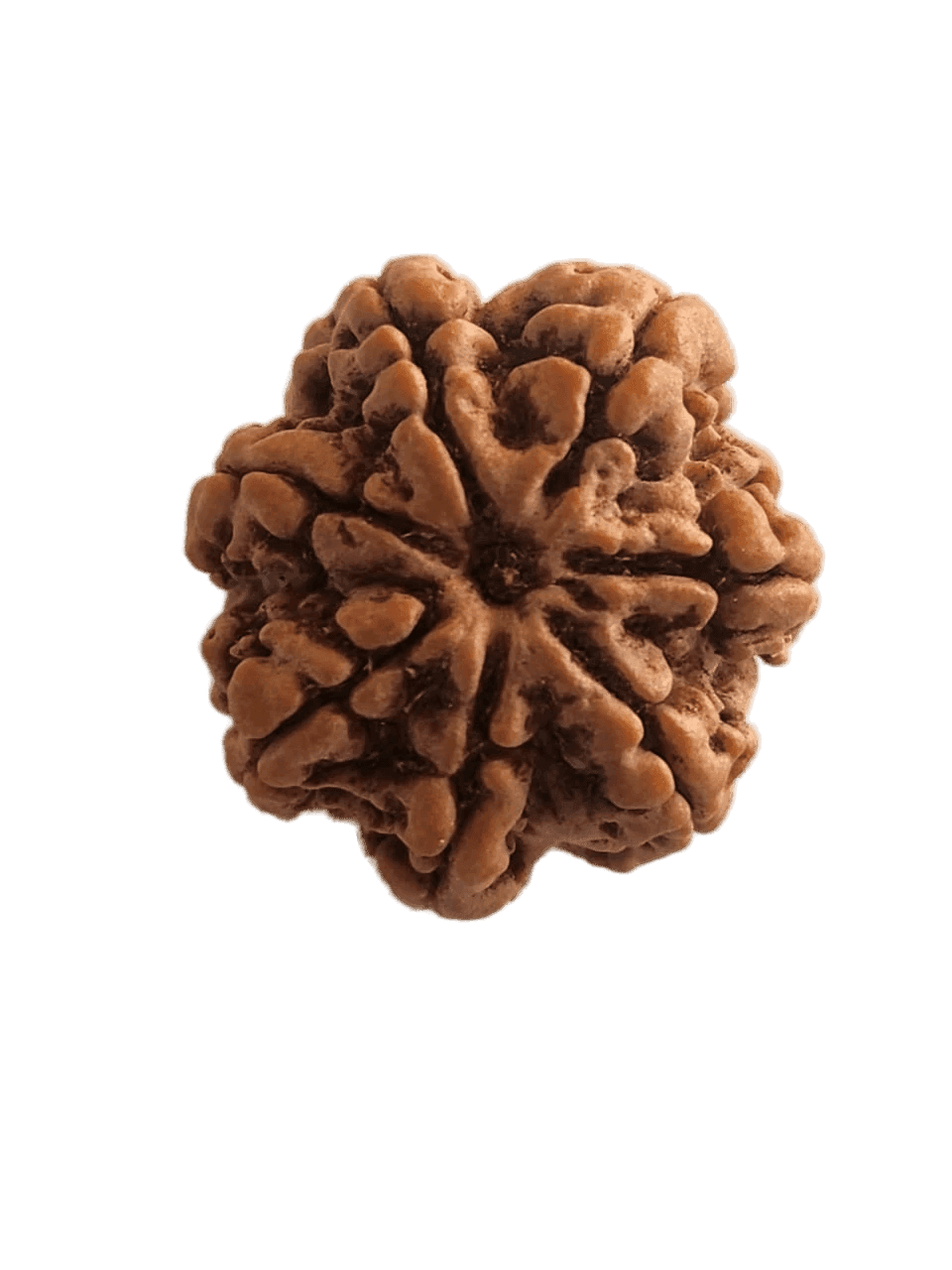 7 Mukhi Nepali Rudraksha 1.png