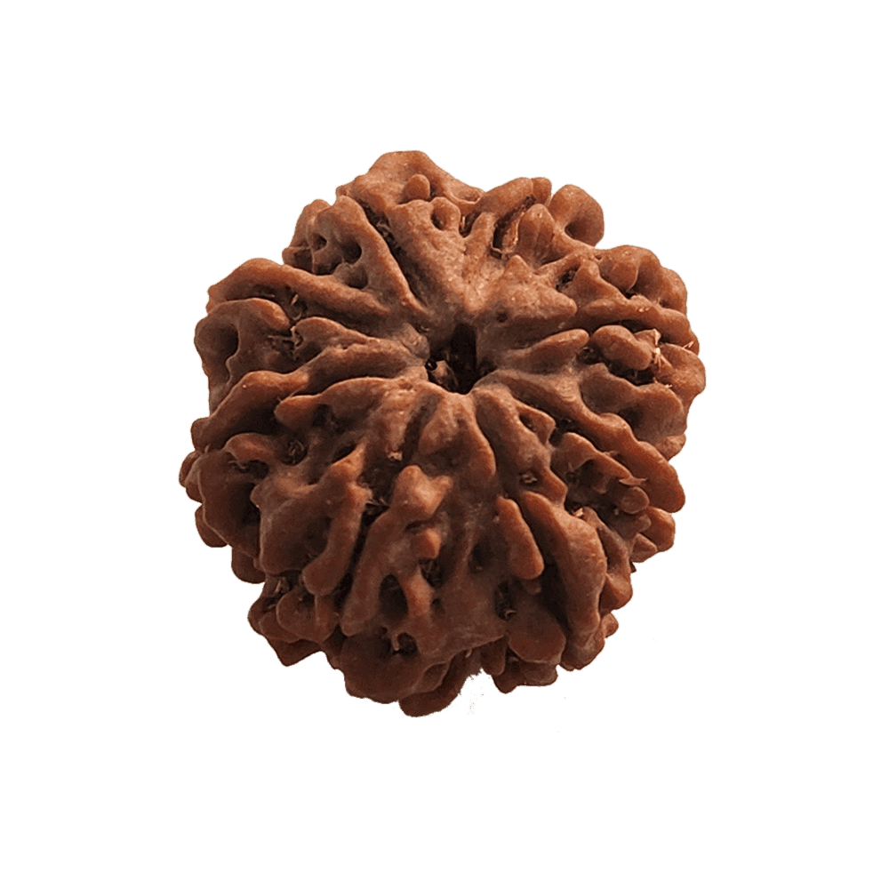 8-Mukhi-Rudraksha-1.png