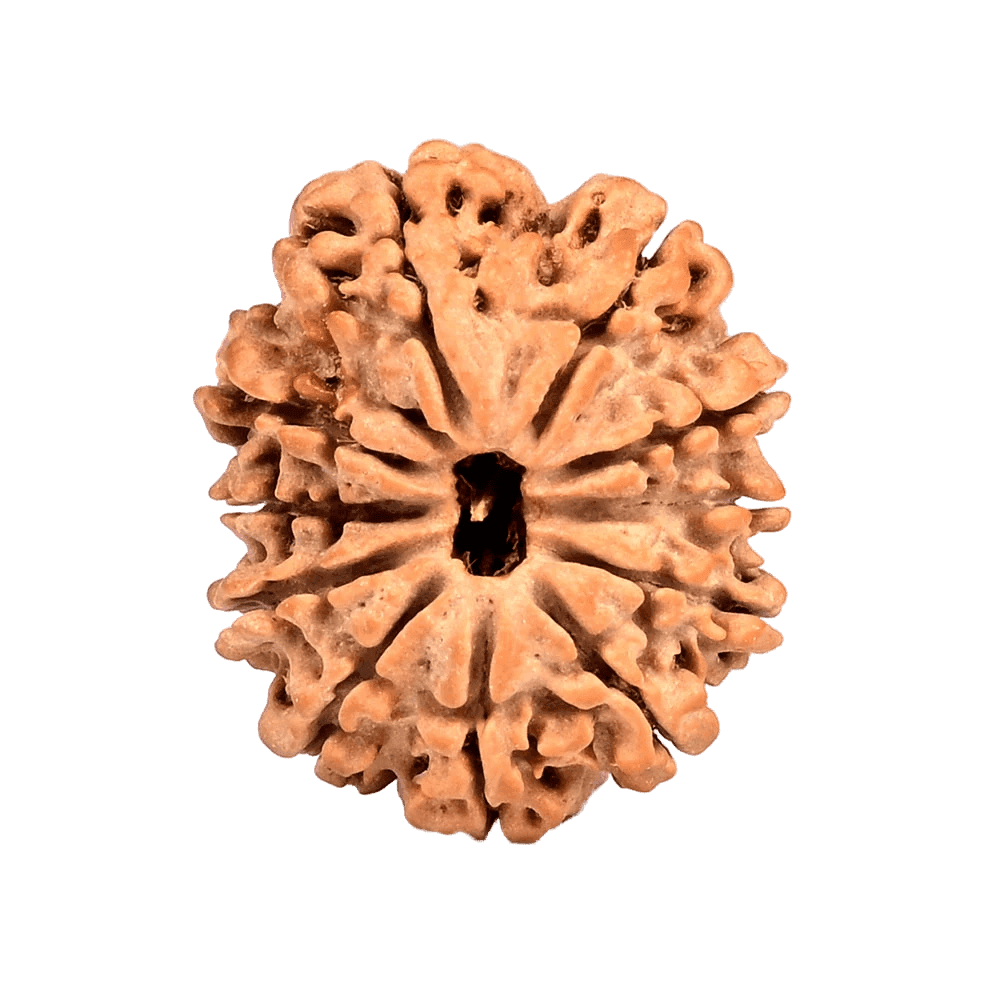 11 Mukhi Nepali Rudraksha 1.png
