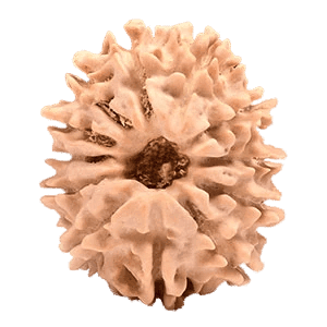 12 Mukhi Nepali Rudraksha 1.png
