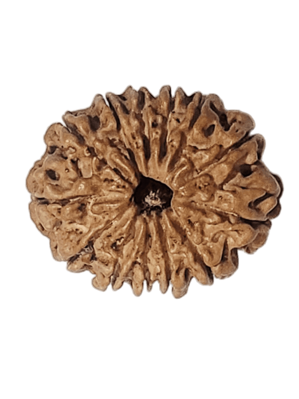 13 Mukhi Nepali Rudraksha 2.png