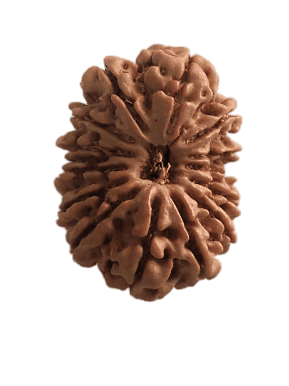 14 Mukhi Nepali 1.png