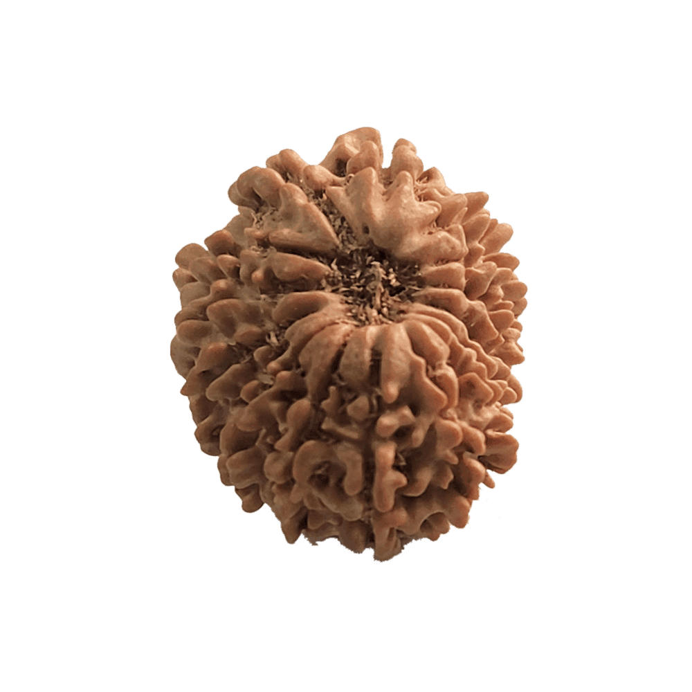 15-Mukhi-Rudraksha-5.png