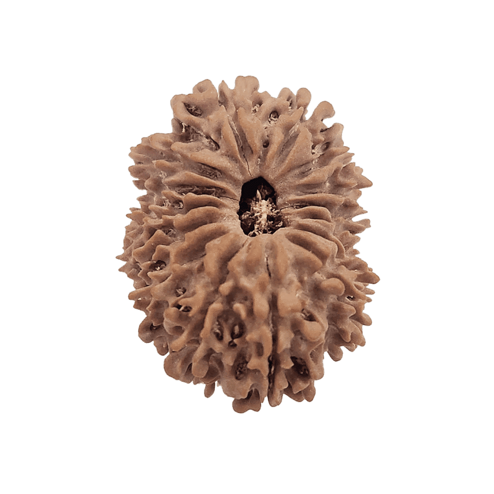 16-Mukhi-Rudraksha-14.png