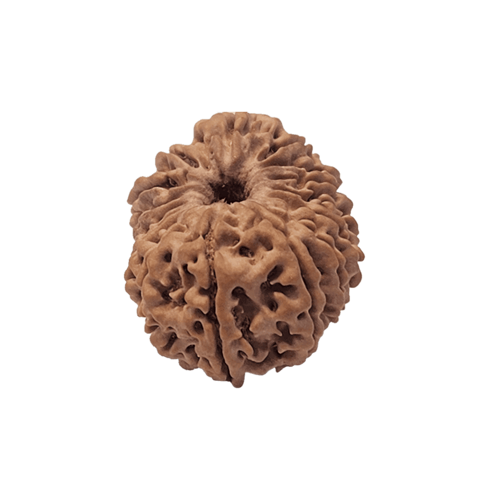17-Mukhi-Rudraksha-2.png