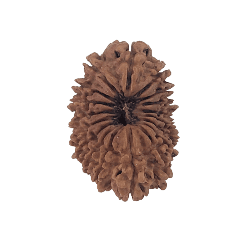 18-Mukhi-Rudraksha-4.png