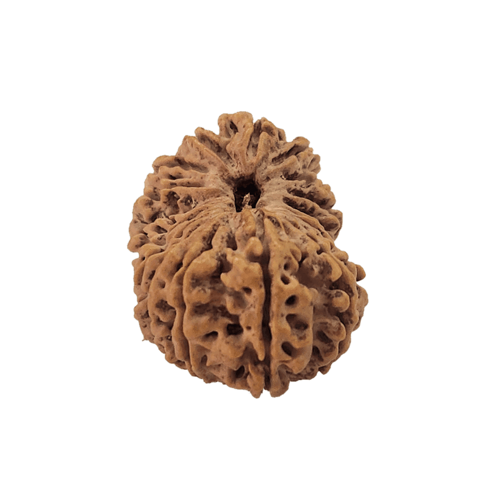 20-Mukhi-Rudraksha-2.png