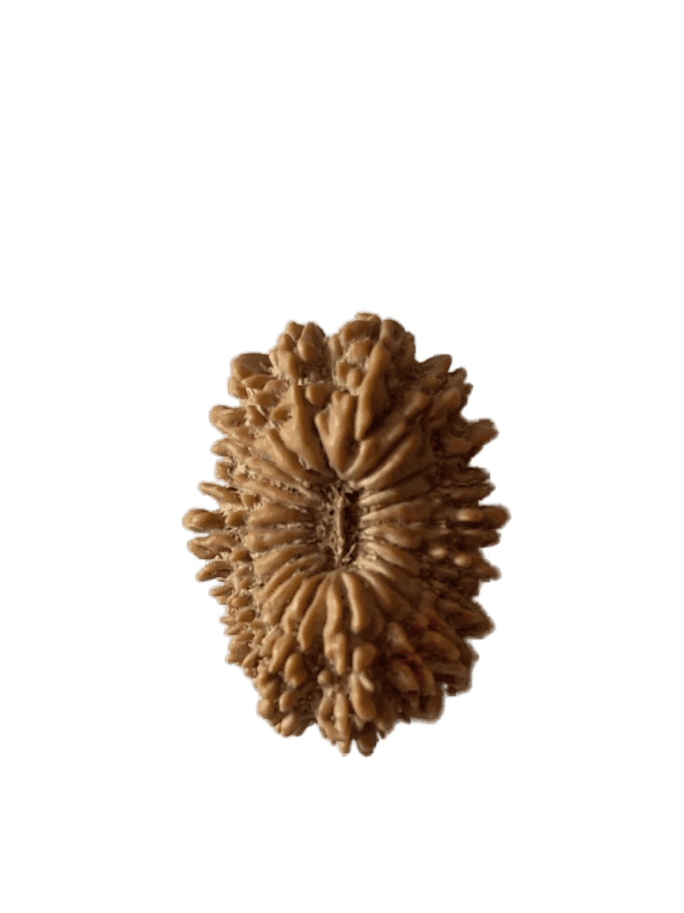 21 Mukhi 1.png