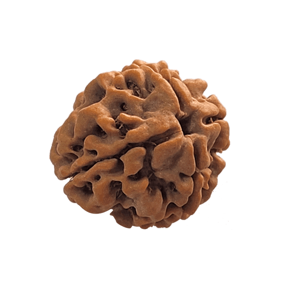 4-Mukhi-Rudraksha-4.png