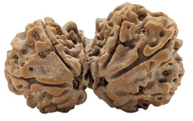 8 Mukhi Gauri Shankar Rudraksha.png