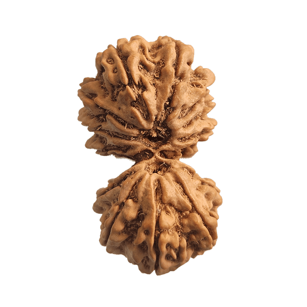 12 Mukhi Gauri Shankar 2.png