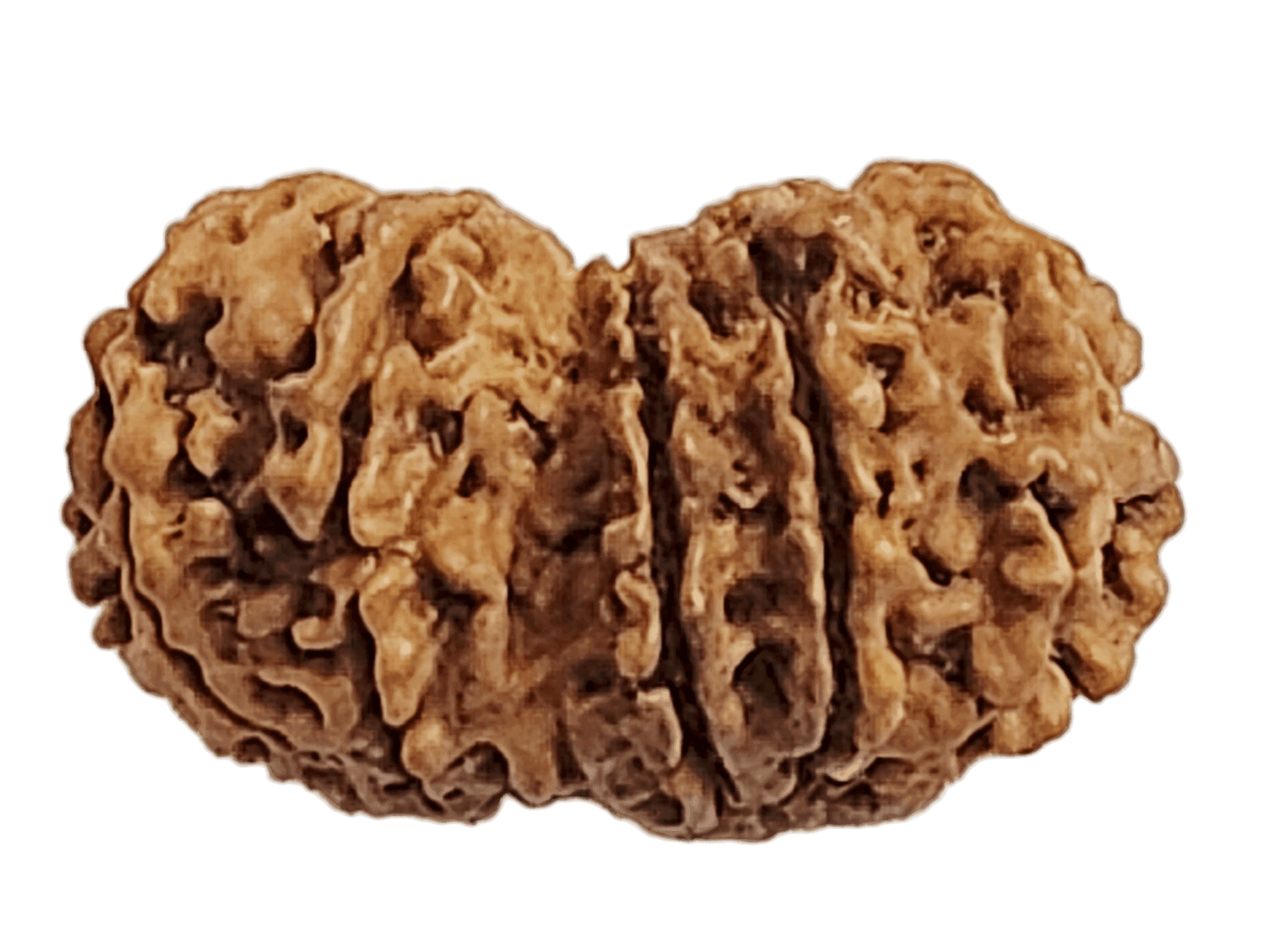 13 Mukhi Gauri Shankar 4.png