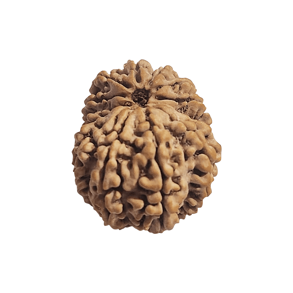 14-Mukhi-Gauri-Shankar-3.png