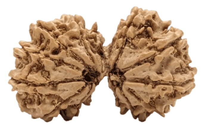 15 Mukhi Gauri Shankar Rudraksha.png