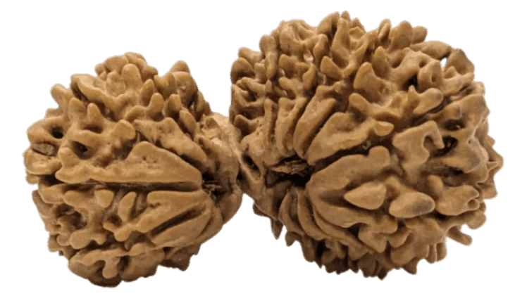 16 Mukhi Gauri Shankar Rudraksha.png