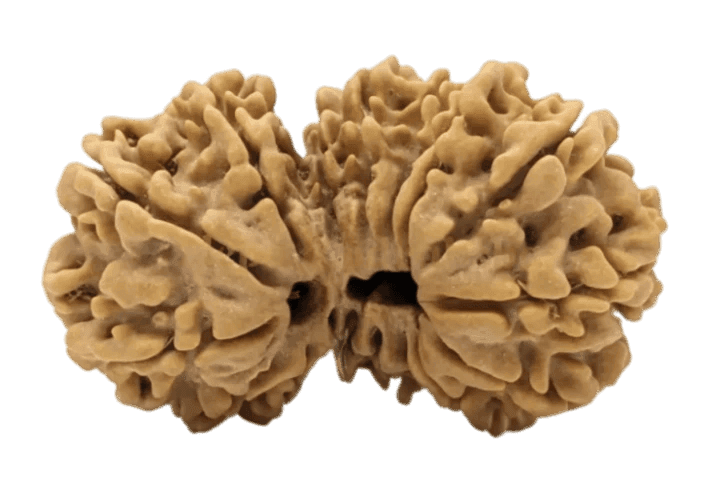 17 Mukhi Gauri Shankar Rudraksha.png