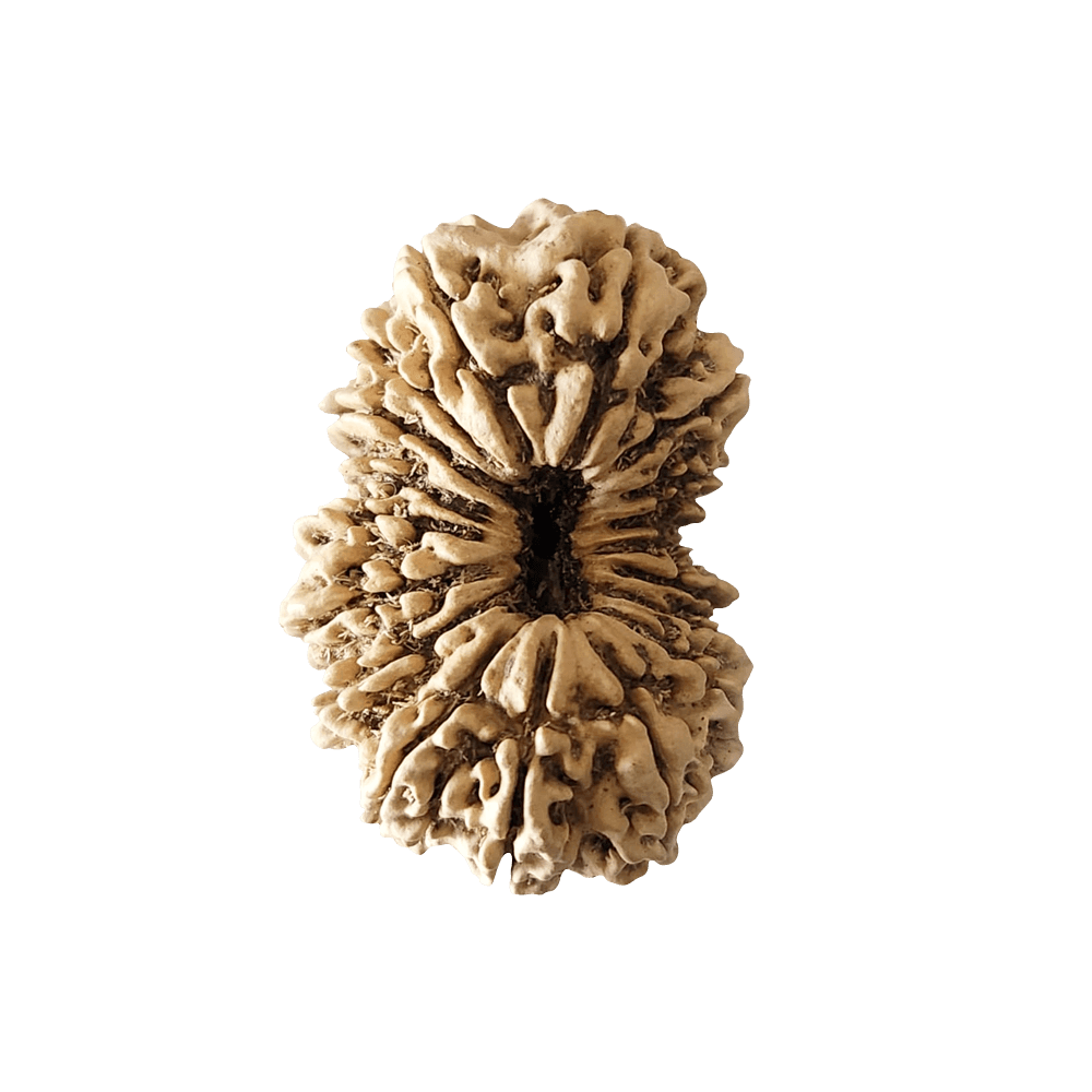 18 Mukhi Gauri Shankar Bead 1.png