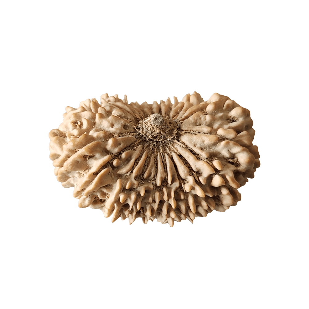 19 Mukhi Nepali Rudraksha Bead 1.png