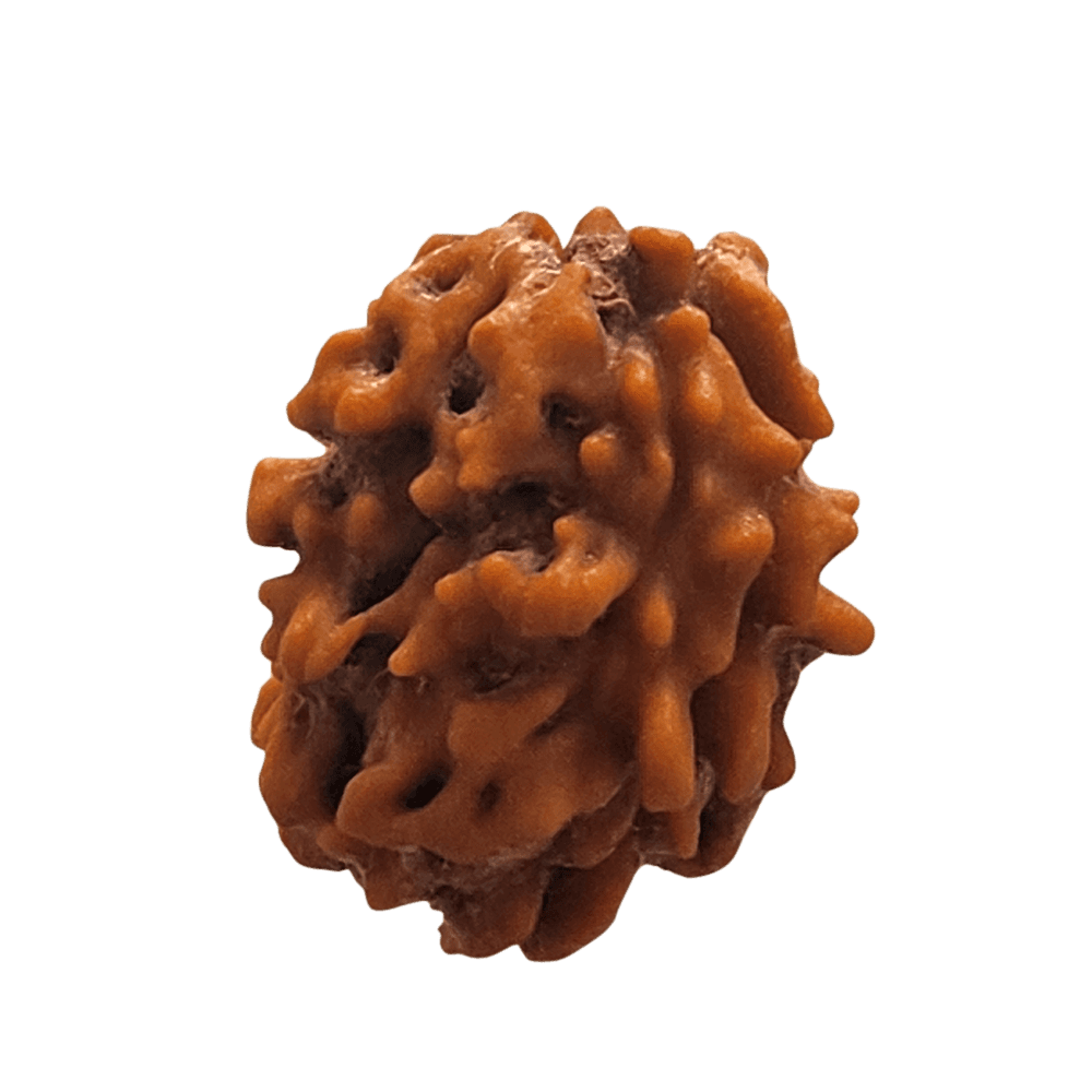 2 Mukhi Himalayan Rudraksha