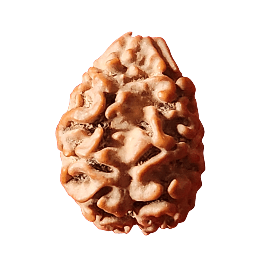 2-Mukhi-Nepali-Rudraksha-8.png