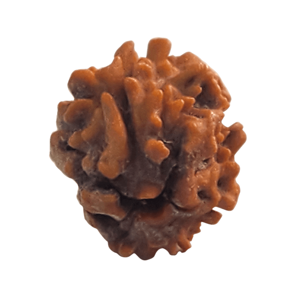 2 Mukhi Himalayan Rudraksha Bead