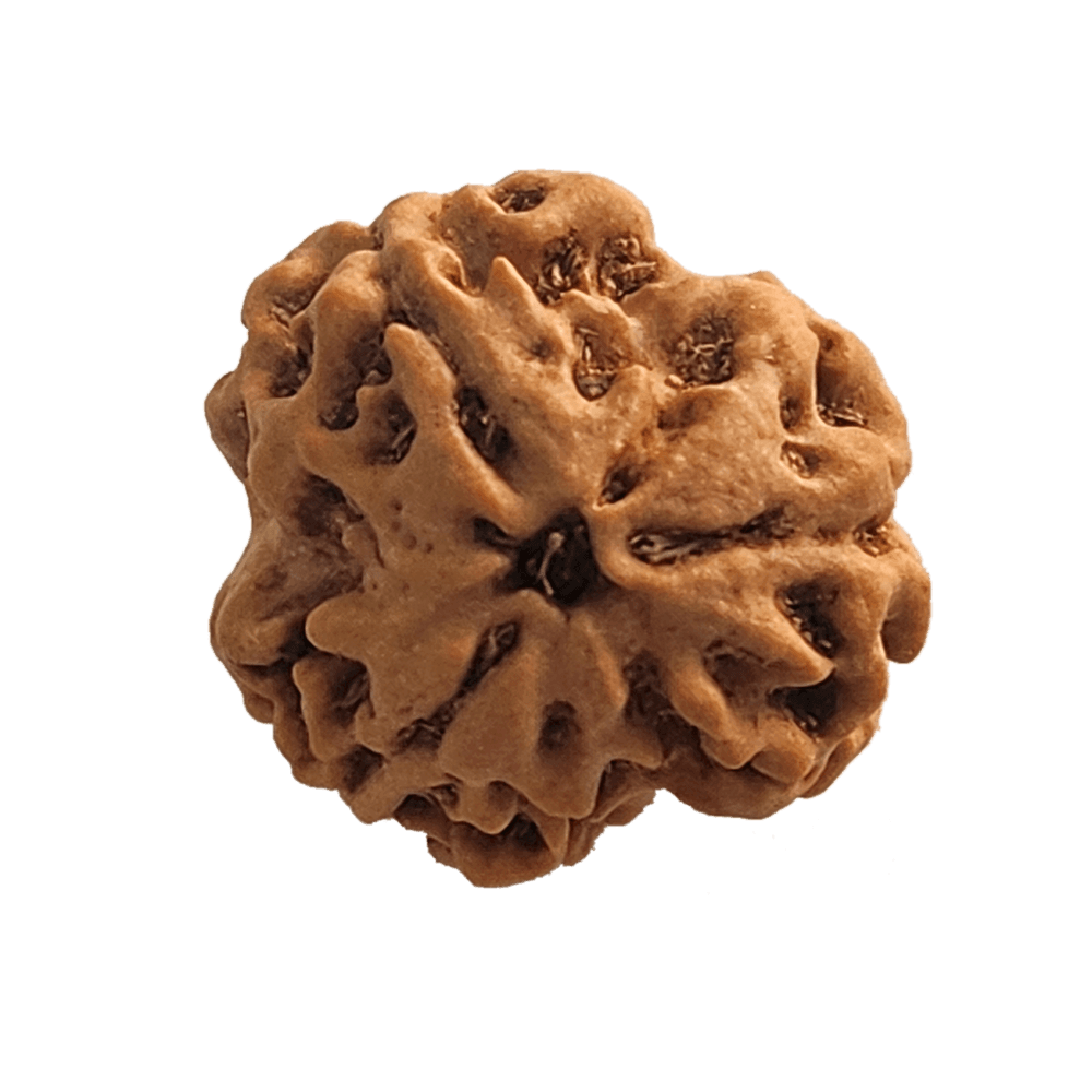 3 Mukhi Nepali Rudraksha Bead | Loose Bead | Regular