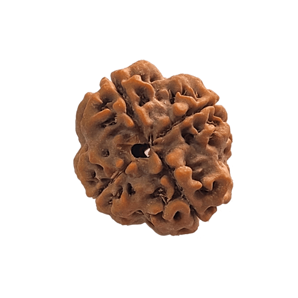 4 Mukhi Nepali Rudraksha Bead