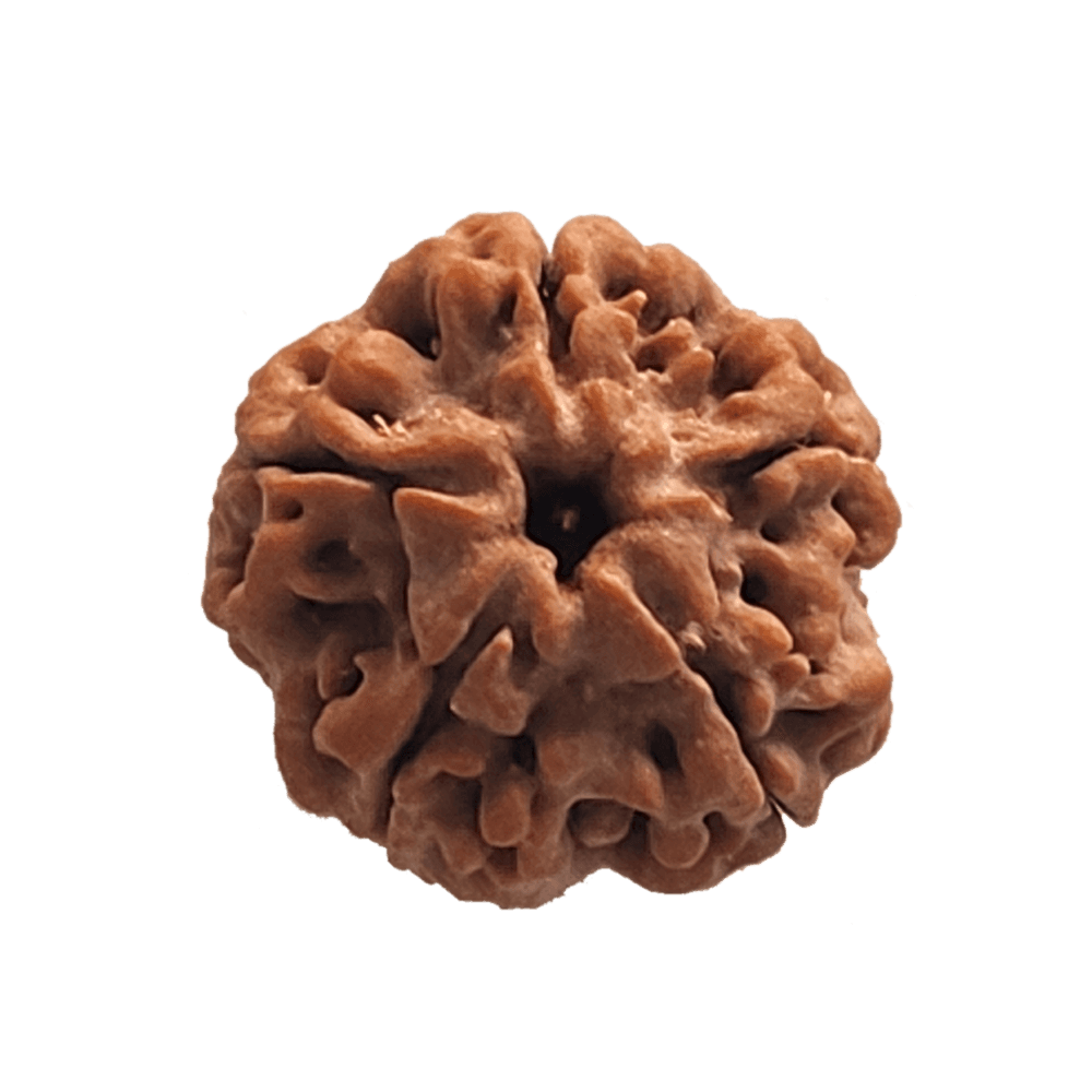 5 Mukhi Nepali Rudraksha Bead | Loose Bead | Regular