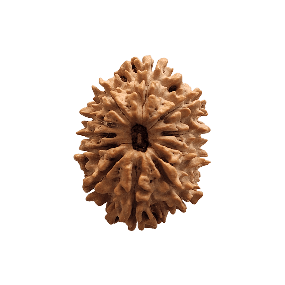 11 Mukhi Nepali Rudraksha Bead | Loose Bead | Medium