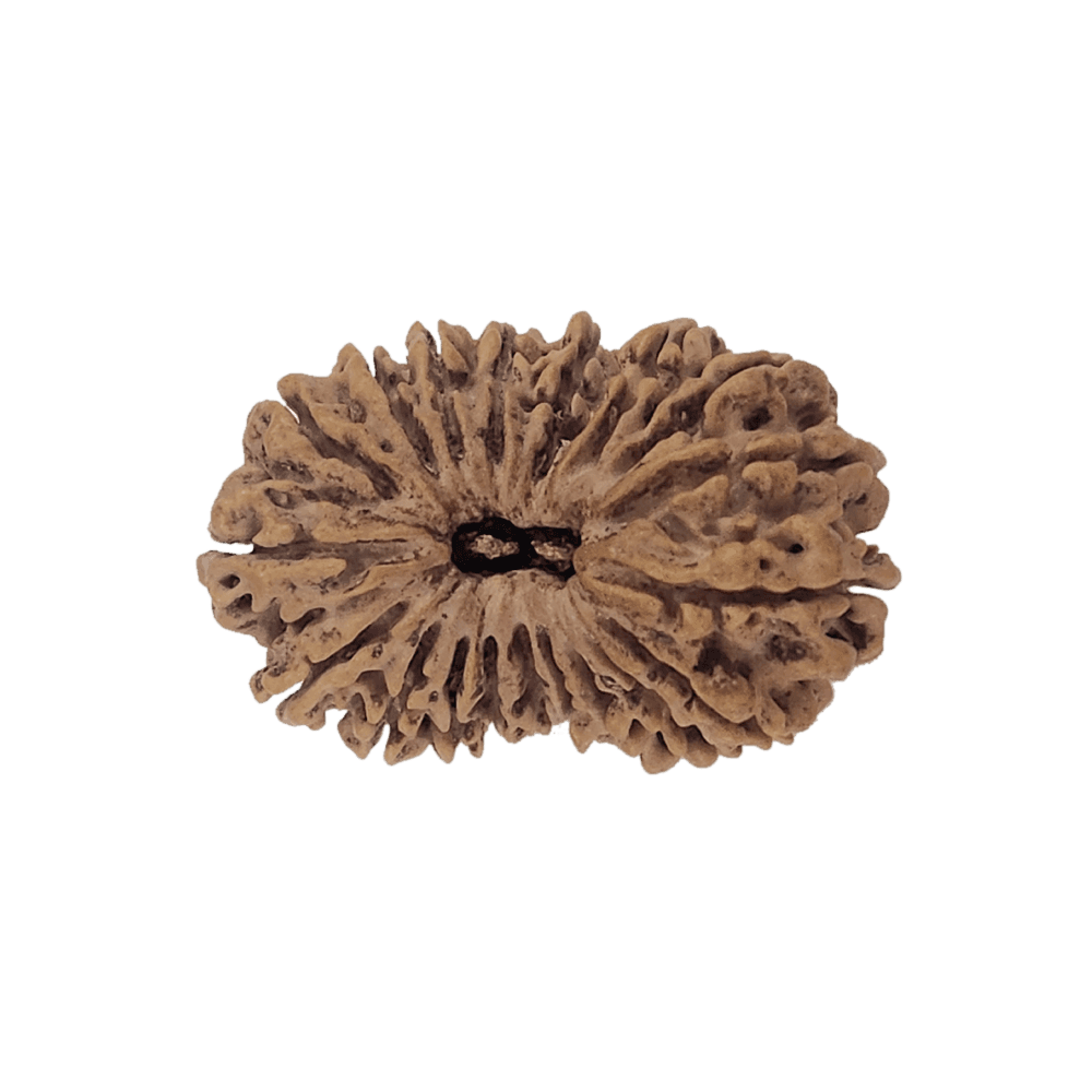 20 Mukhi Nepali Rudraksha Bead
