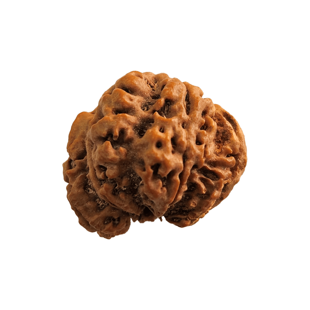 Ganesh Mukhi Nepali Rudraksha