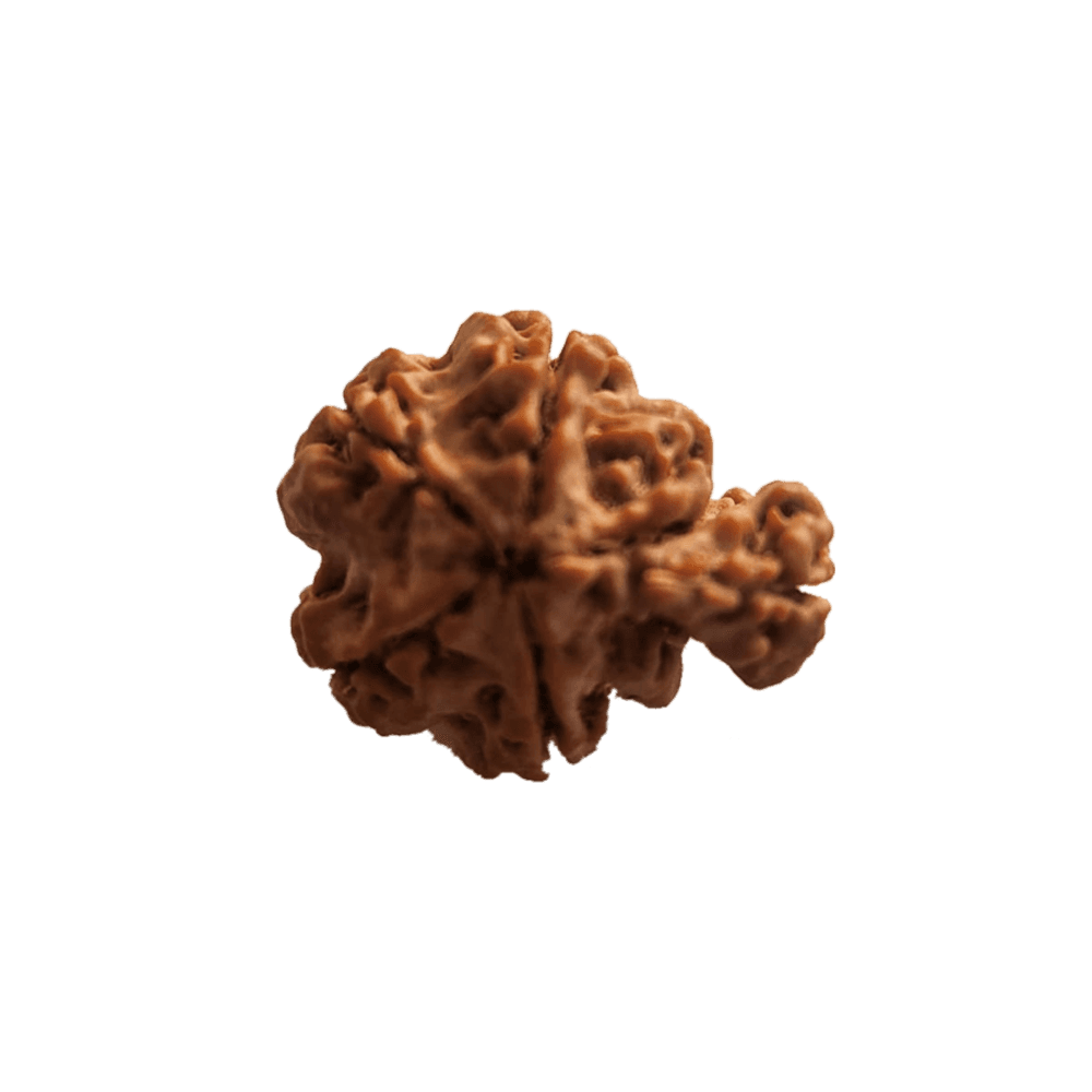 1 Mukhi Nepali Savar