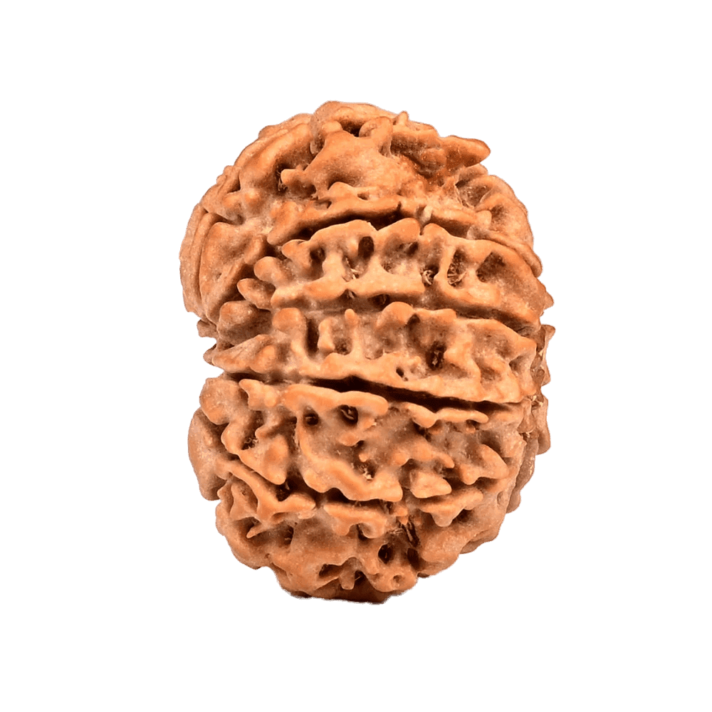 11 Mukhi Nepali Rudraksha Bead