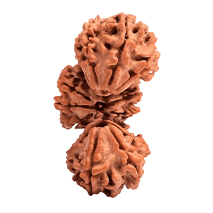 Trijuti Rudraksha