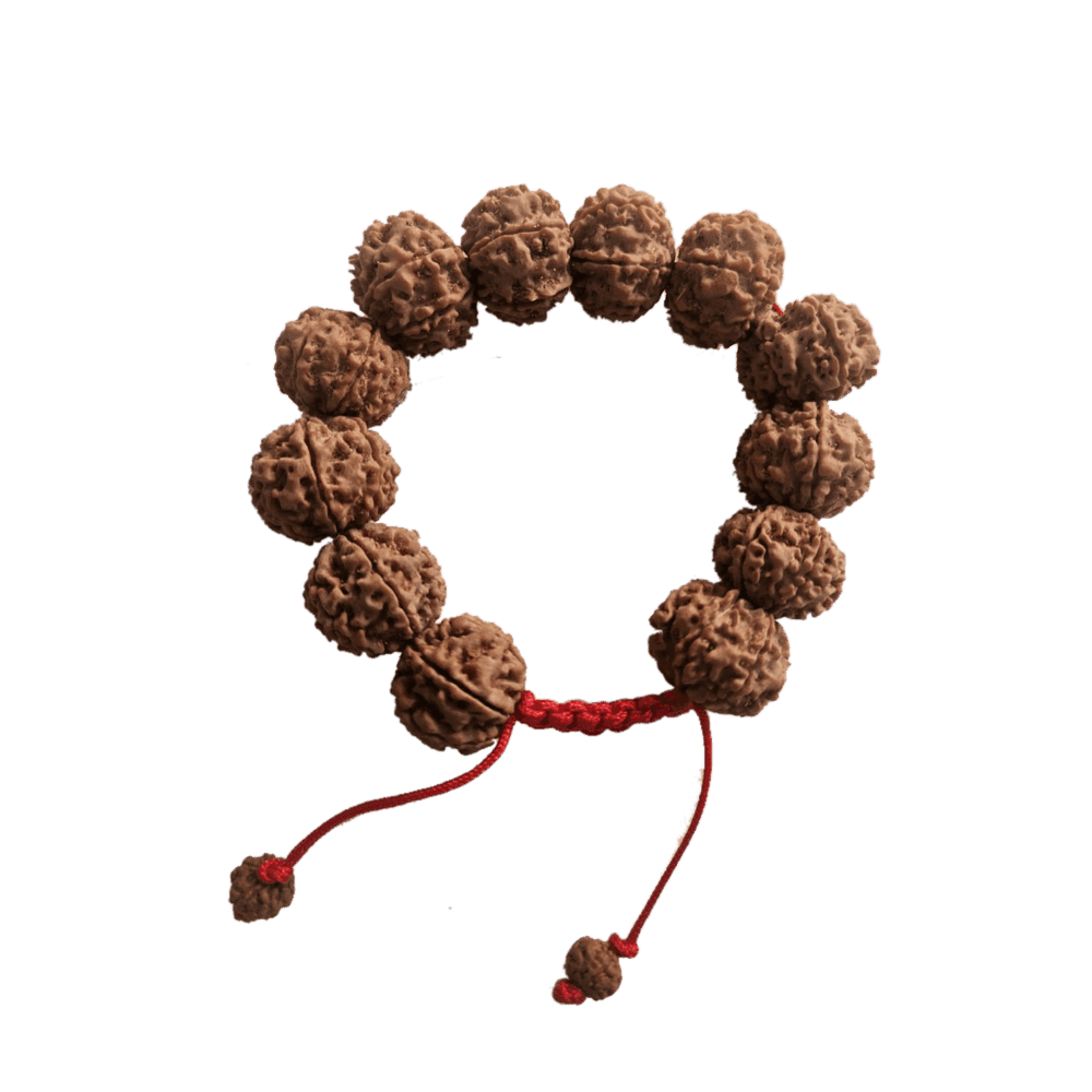 7 Mukhi Nepali Rudraksha Bracelet