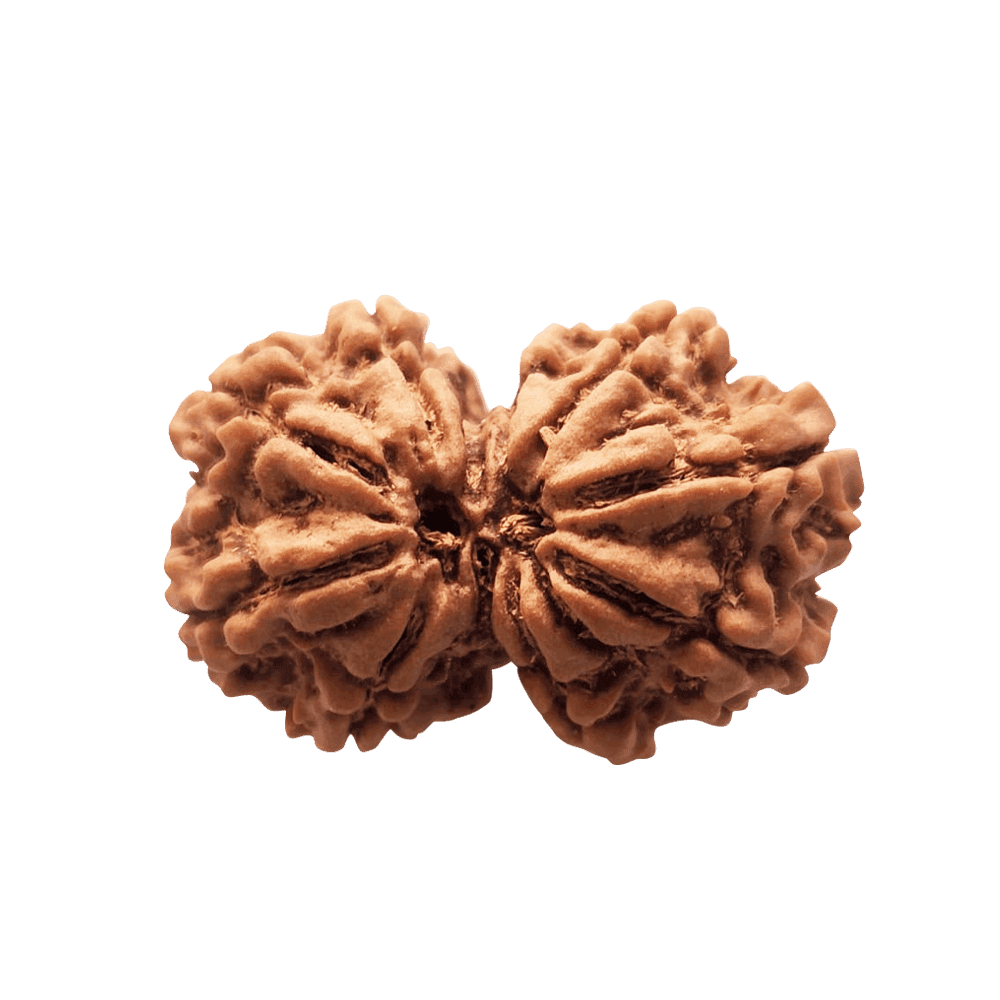 9 Mukhi Gauri Shankar Rudraksha