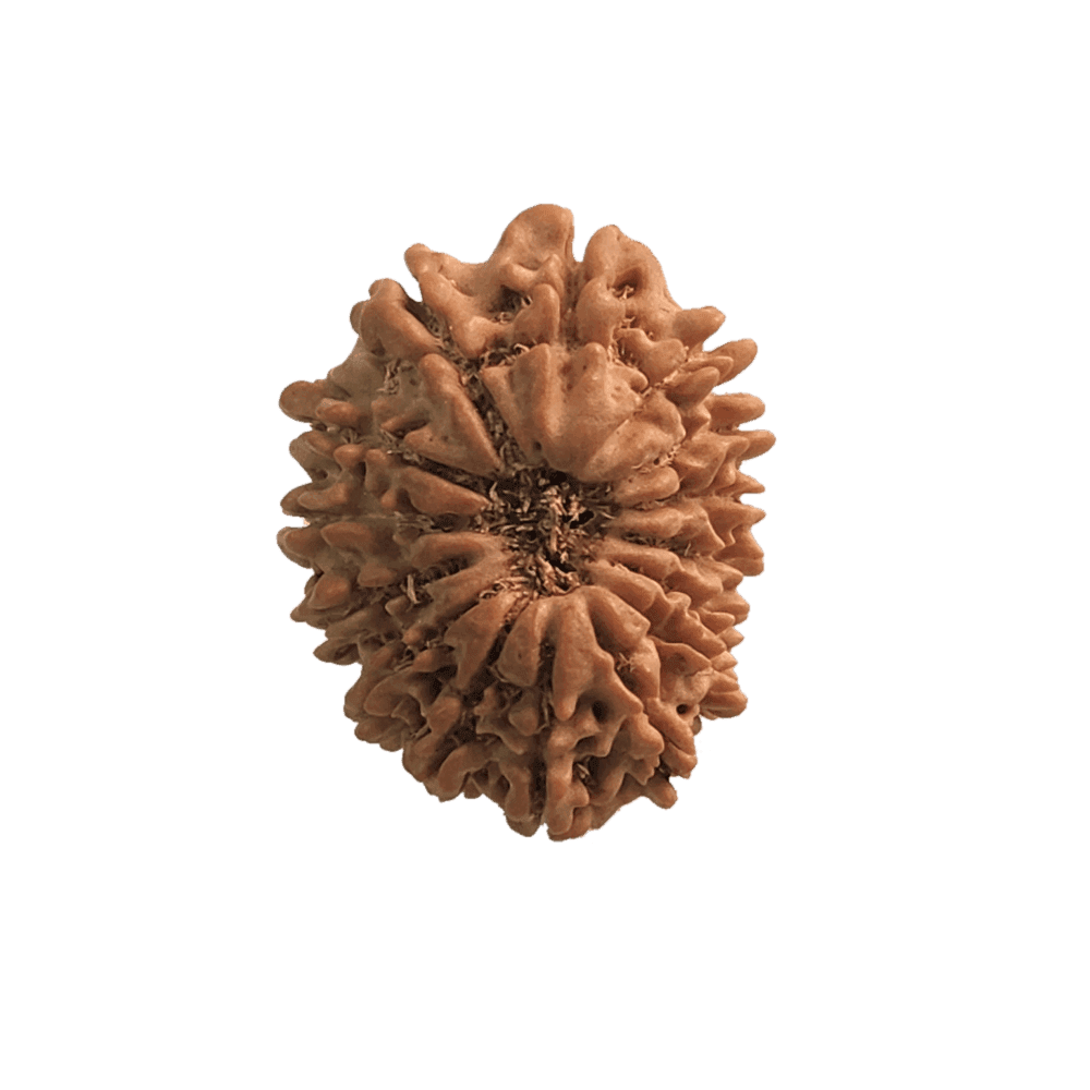 15 Mukhi Nepali Rudraksha Bead | Loose Bead | Regular