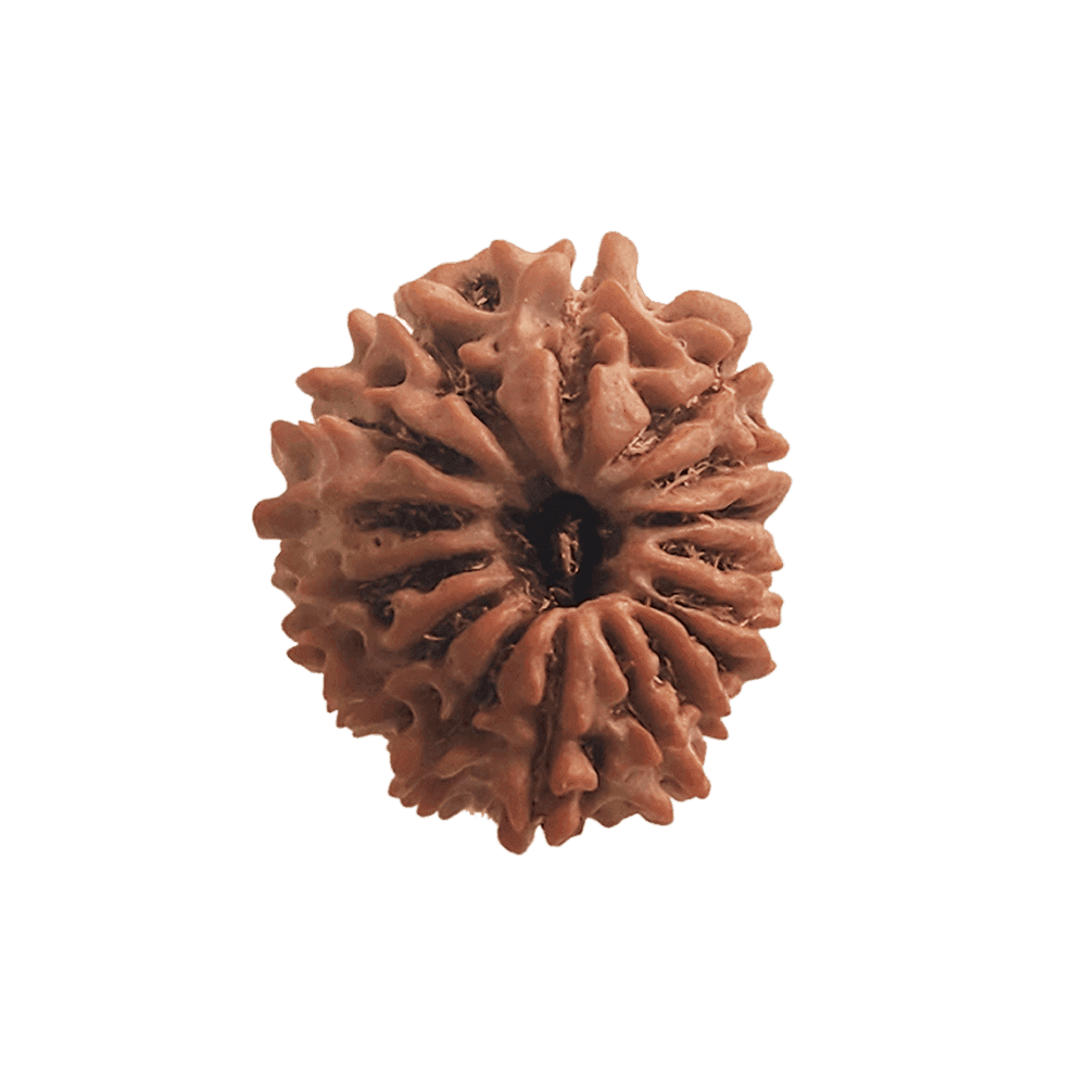 16 Mukhi Nepali Rudraksha Bead | Loose Bead | Regular