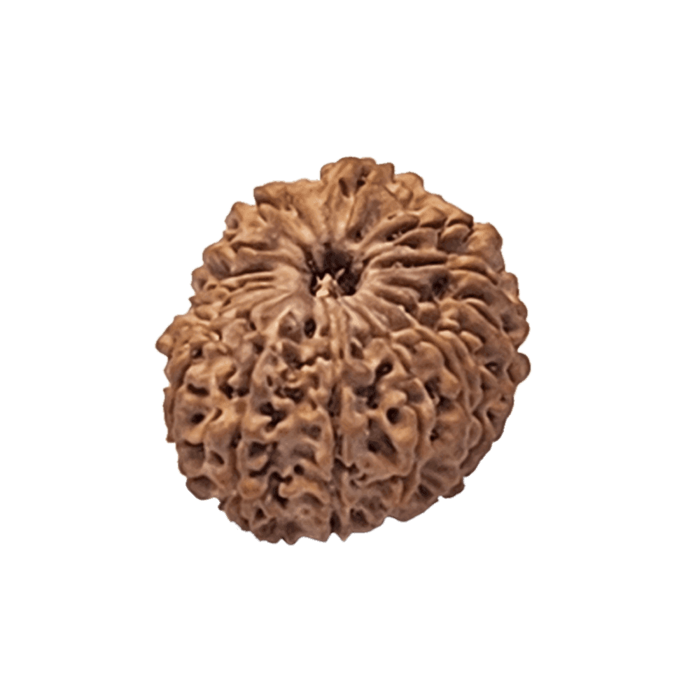 17 Mukhi Nepali Rudraksha Bead