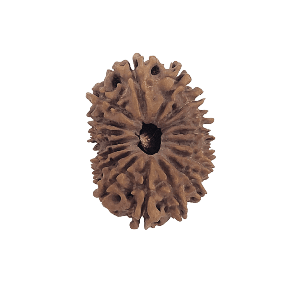 17 Mukhi Nepali Rudraksha Bead | Loose Bead | Regular