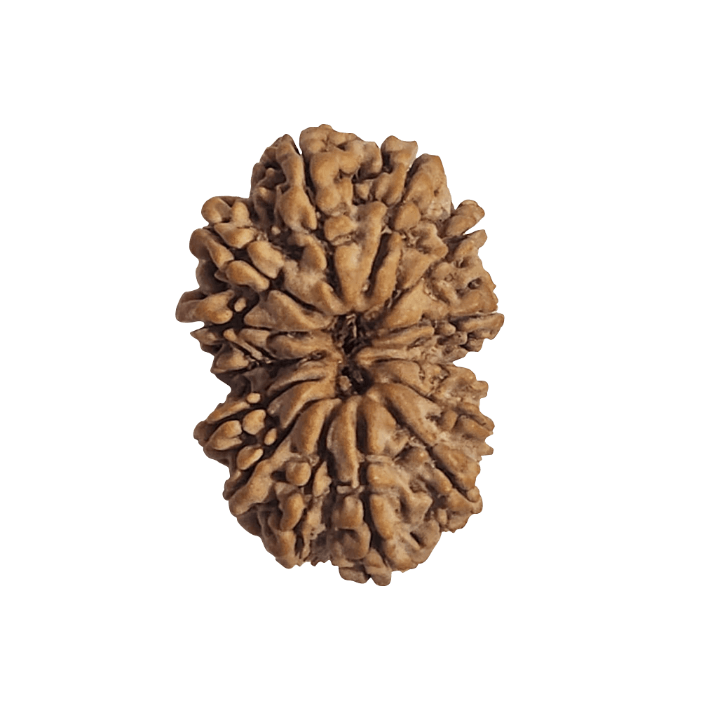 14 Mukhi Gauri Shankar Rudraksha