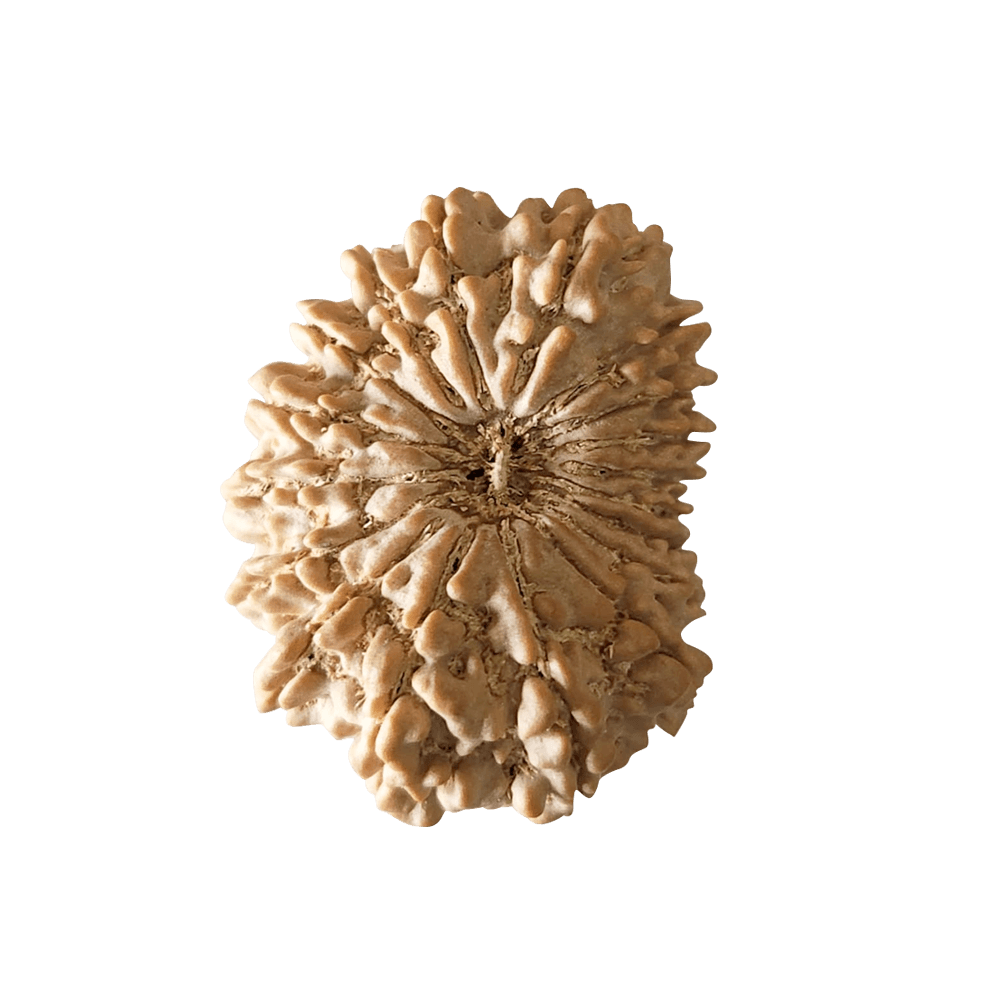 18 Mukhi Nepali Rudraksha Bead