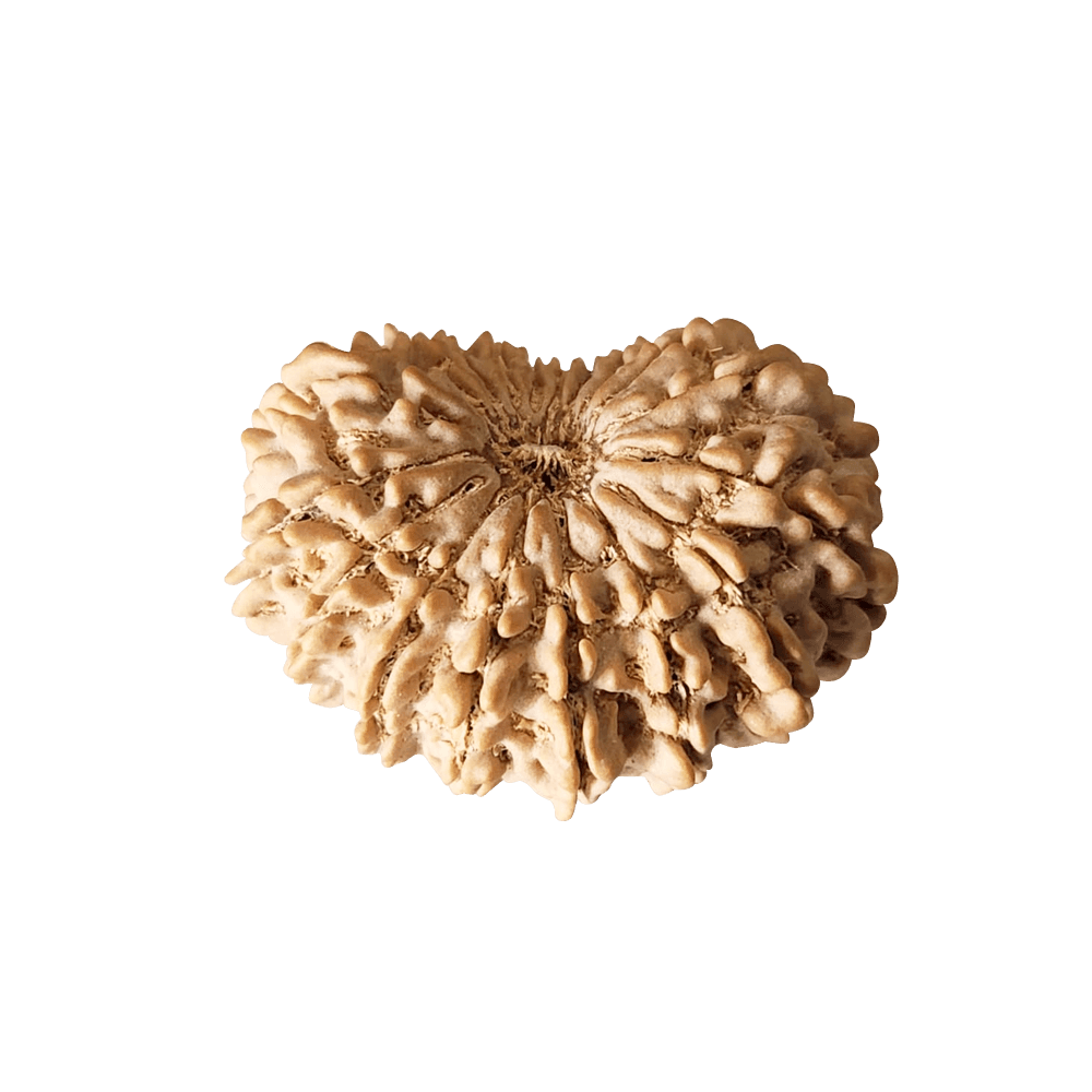 18 Mukhi Nepali Rudraksha Bead | Loose Bead | Regular