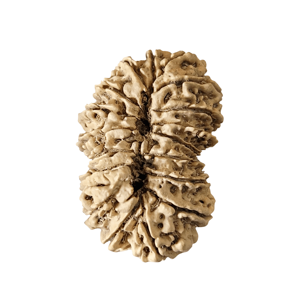 18 Mukhi Gauri Shankar Rudraksha