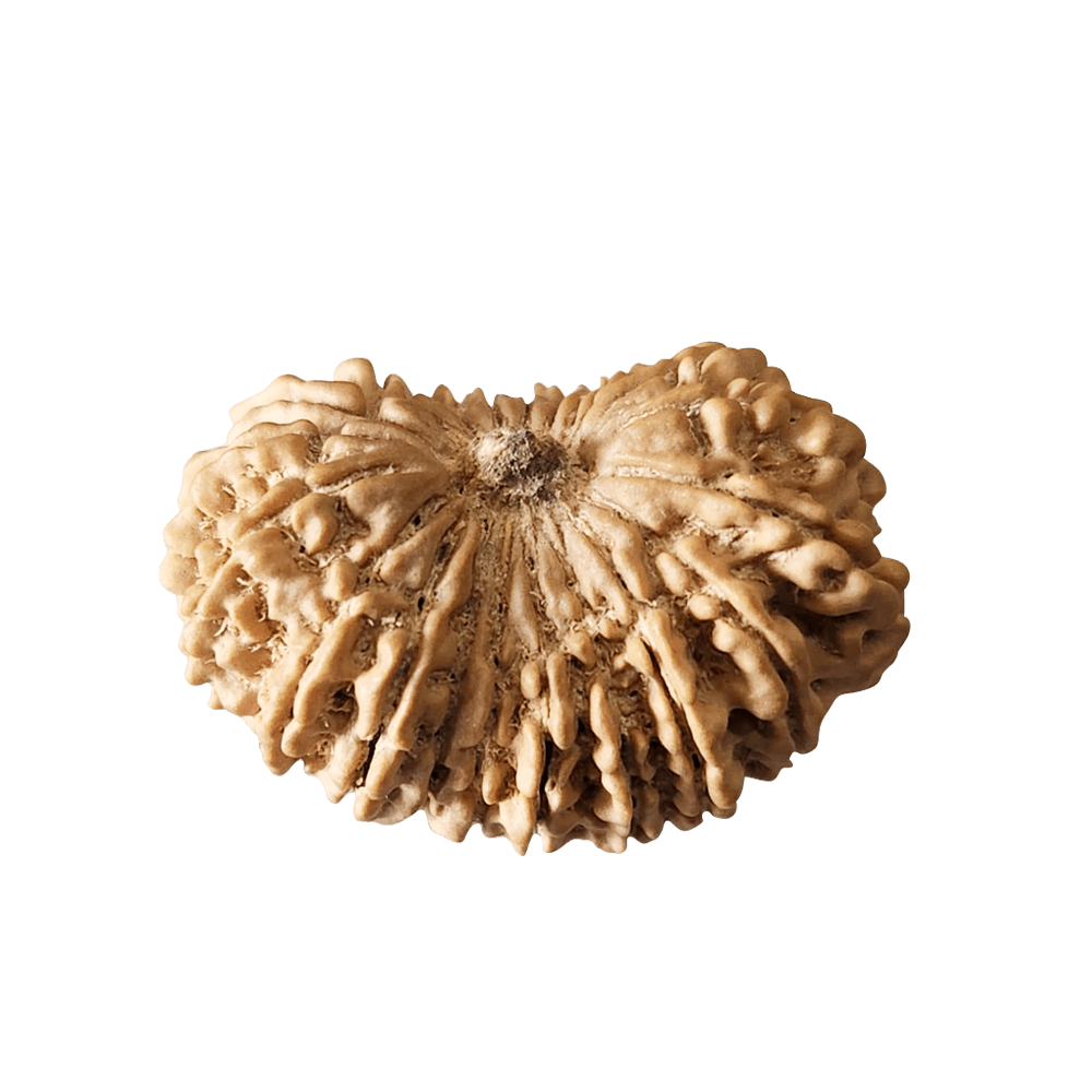 19 Mukhi Nepali Rudraksha Bead