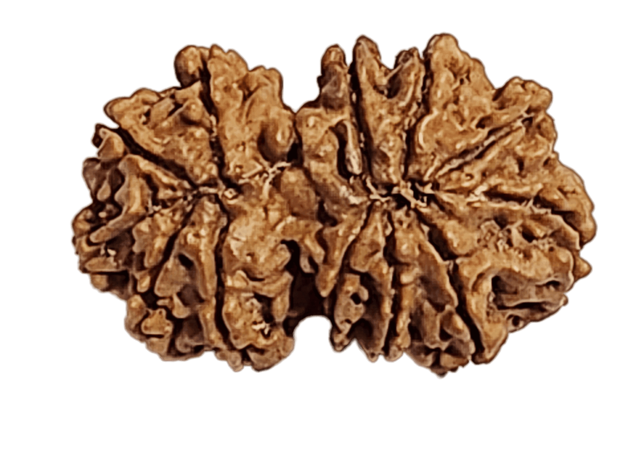 13 Mukhi Gauri Shankar Rudraksha